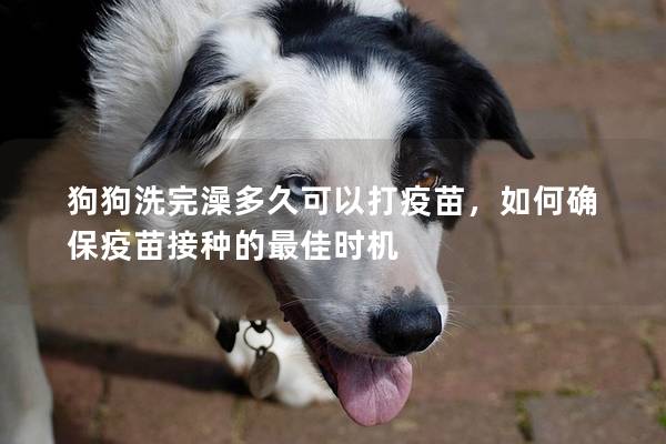 狗狗洗完澡多久可以打疫苗，如何確保疫苗接種的最佳時機