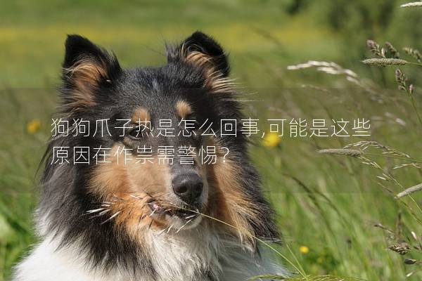 狗狗爪子熱是怎么回事,可能是這些原因在作祟需警惕？