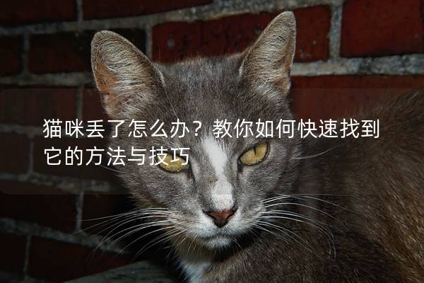 貓咪丟了怎么辦？教你如何快速找到它的方法與技巧