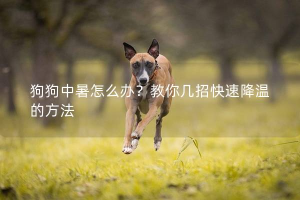 狗狗中暑怎么辦？教你幾招快速降溫的方法