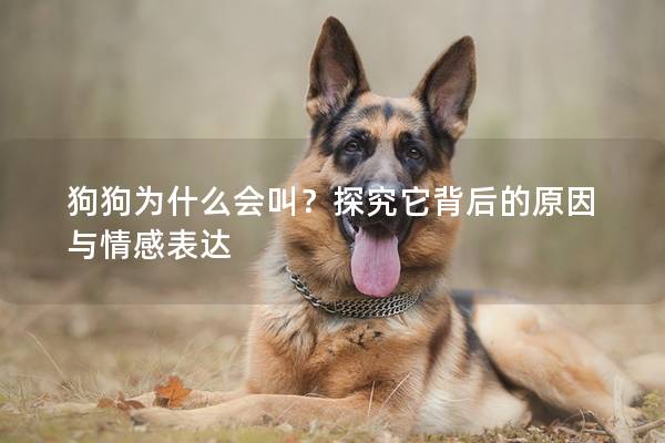 狗狗為什么會叫？探究它背后的原因與情感表達