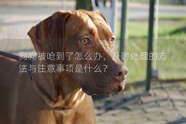 狗狗被嗆到了怎么辦，及時處理的方法與注意事項是什么？