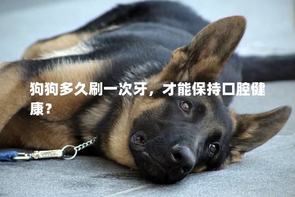 狗狗多久刷一次牙，才能保持口腔健康？