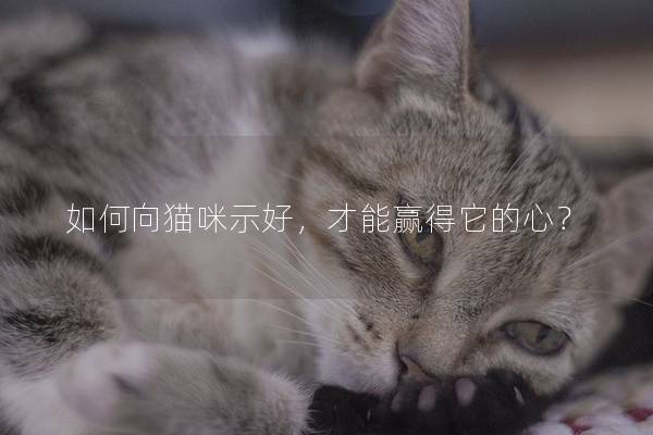 如何向貓咪示好，才能贏得它的心？