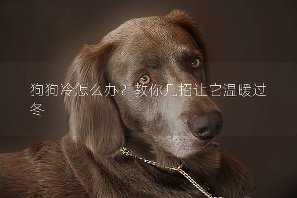 狗狗冷怎么辦?教你幾招讓它溫暖過冬 狗狗冷怎么辦?教你幾招讓它溫暖過冬