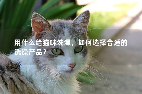 用什么給貓咪洗澡，如何選擇合適的洗澡產品？