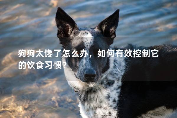 狗狗太饞了怎么辦,如何有效控制它的飲食習慣? 狗狗太饞了怎么辦,如何有效控制它的飲食習慣?