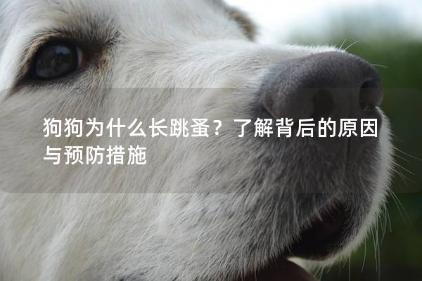 狗狗為什么長跳蚤？了解背后的原因與預防措施