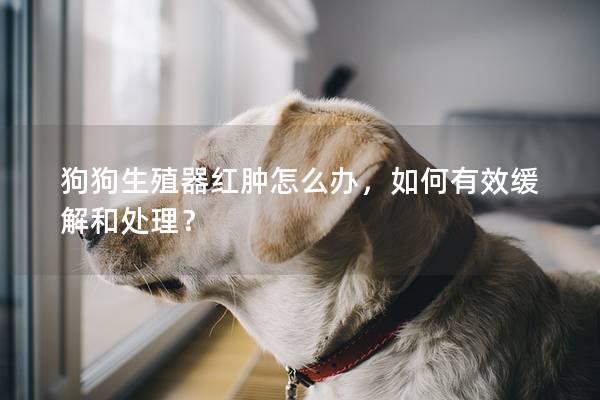 狗狗生殖器紅腫怎么辦，如何有效緩解和處理？