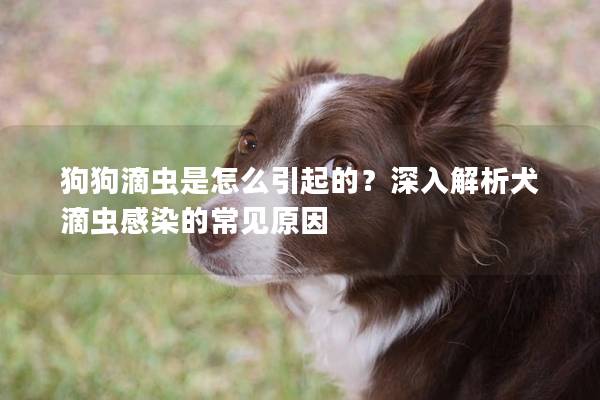 狗狗滴蟲是怎么引起的？深入解析犬滴蟲感染的常見原因