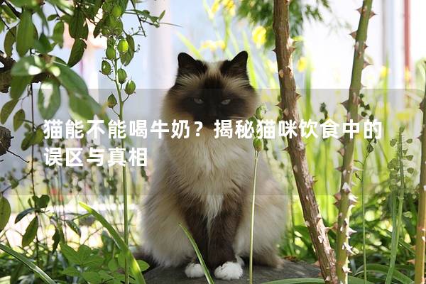 貓能不能喝牛奶?揭秘貓咪飲食中的誤區(qū)與真相 貓能不能喝牛奶?揭秘貓咪飲食中的誤區(qū)與真相