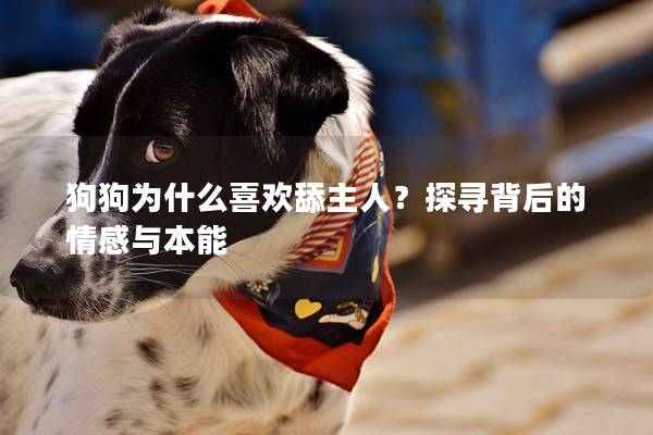 狗狗為什么喜歡舔主人？探尋背后的情感與本能