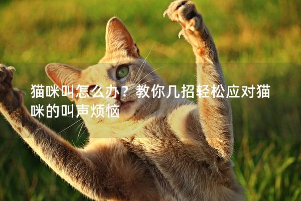 貓咪叫怎么辦？教你幾招輕松應對貓咪的叫聲煩惱