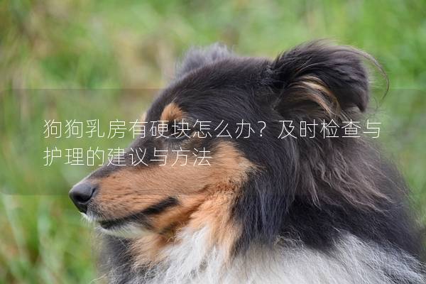 狗狗乳房有硬塊怎么辦？及時檢查與護理的建議與方法