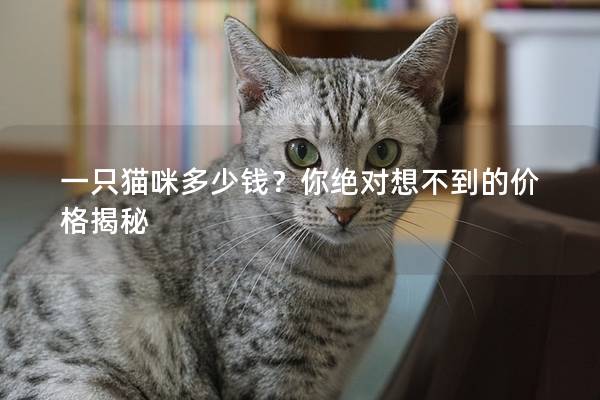 一只貓咪多少錢？你絕對想不到的價格揭秘
