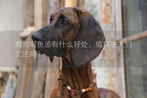 狗狗喝魚湯有什么好處，值得主人們關注嗎？