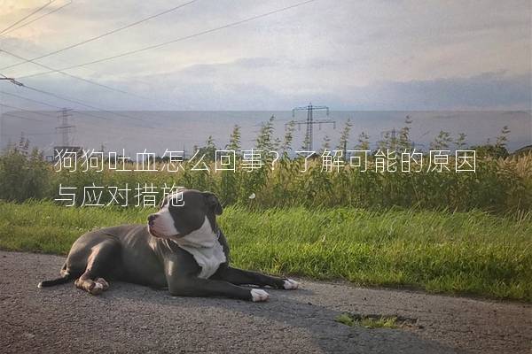 狗狗吐血怎么回事？了解可能的原因與應對措施