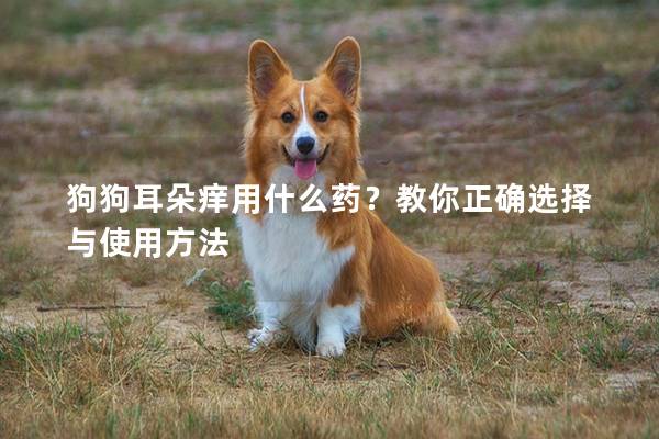 狗狗耳朵癢用什么藥？教你正確選擇與使用方法