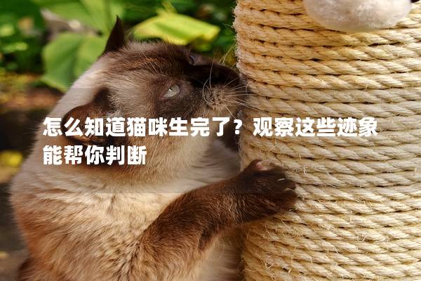 怎么知道貓咪生完了？觀察這些跡象能幫你判斷