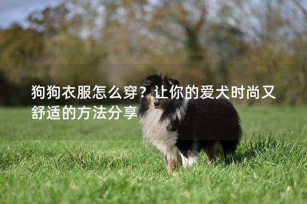 狗狗衣服怎么穿?讓你的愛犬時尚又舒適的方法分享 狗狗衣服怎么穿?讓你的愛犬時尚又舒適的方法分享