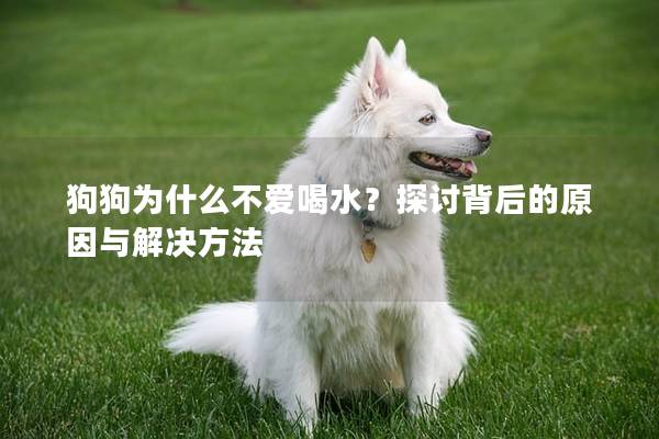 狗狗為什么不愛喝水？探討背后的原因與解決方法