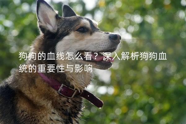 狗狗的血線怎么看？深入解析狗狗血統的重要性與影響