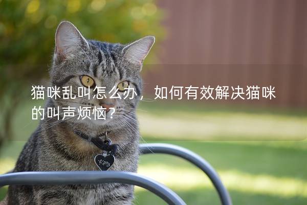 貓咪亂叫怎么辦，如何有效解決貓咪的叫聲煩惱？