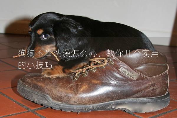 狗狗不肯洗澡怎么辦，教你幾個實用的小技巧