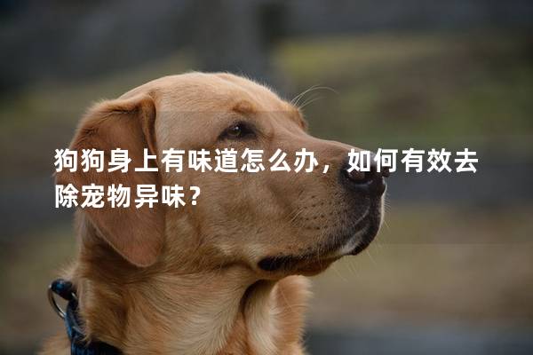 狗狗身上有味道怎么辦，如何有效去除寵物異味？