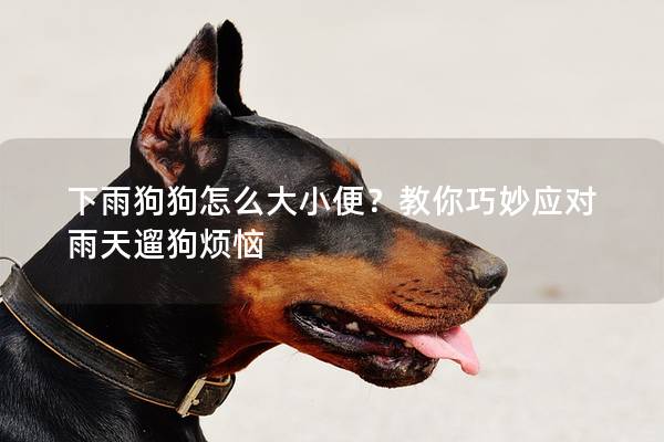 下雨狗狗怎么大小便？教你巧妙應對雨天遛狗煩惱