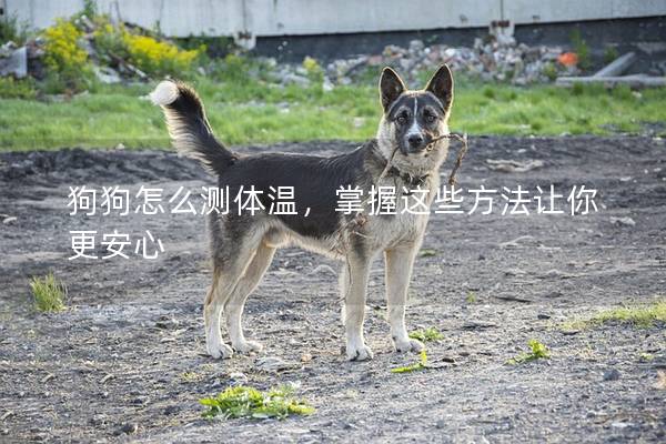 狗狗怎么測體溫,掌握這些方法讓你更安心 狗狗怎么測體溫,掌握這些方法讓你更安心