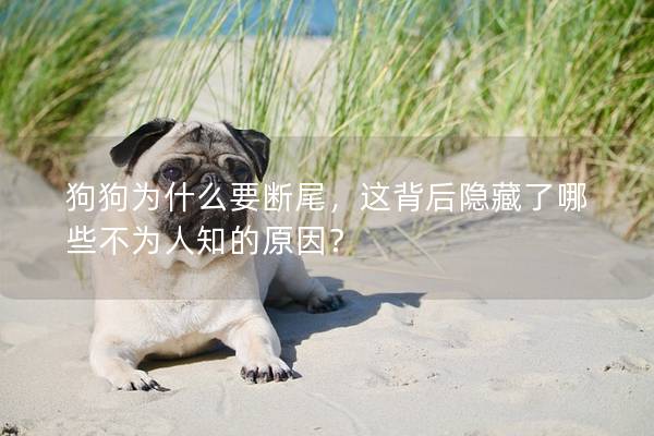 狗狗為什么要斷尾，這背后隱藏了哪些不為人知的原因？