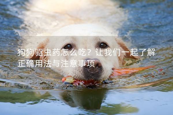 狗狗驅(qū)蟲藥怎么吃？讓我們一起了解正確用法與注意事項(xiàng)