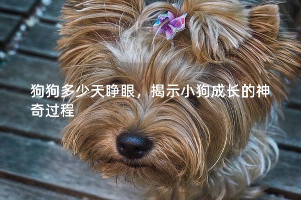 狗狗多少天睜眼,揭示小狗成長的神奇過程 狗狗多少天睜眼,揭示小狗成長的神奇過程