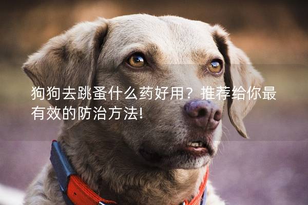 狗狗去跳蚤什么藥好用？推薦給你最有效的防治方法!