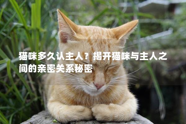貓咪多久認主人？揭開貓咪與主人之間的親密關系秘密
