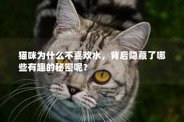 貓咪為什么不喜歡水，背后隱藏了哪些有趣的秘密呢？