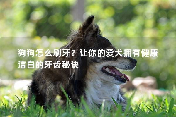 狗狗怎么刷牙？讓你的愛犬擁有健康潔白的牙齒秘訣
