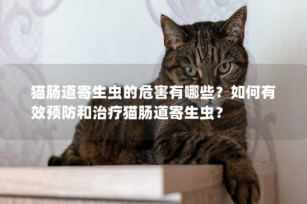 貓腸道寄生蟲的危害有哪些？如何有效預防和治療貓腸道寄生蟲？