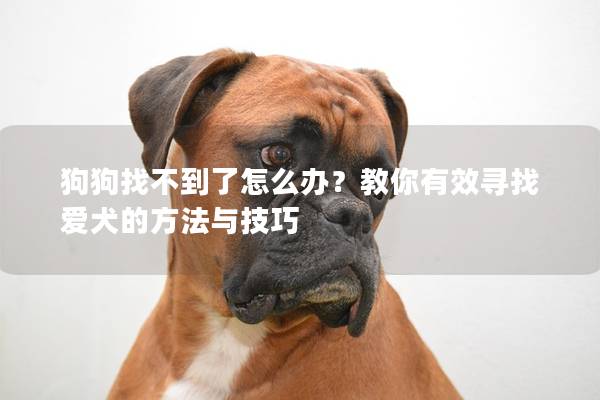 狗狗找不到了怎么辦？教你有效尋找愛犬的方法與技巧