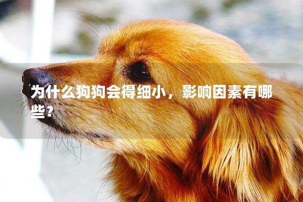 為什么狗狗會得細小，影響因素有哪些？