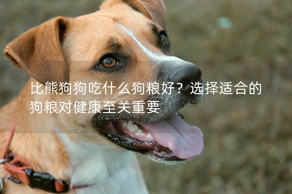 比熊狗狗吃什么狗糧好？選擇適合的狗糧對健康至關重要