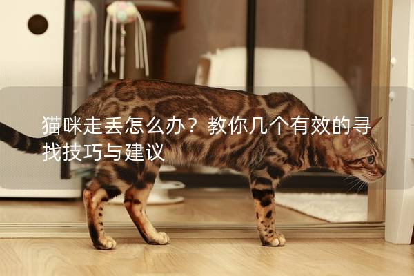貓咪走丟怎么辦？教你幾個有效的尋找技巧與建議