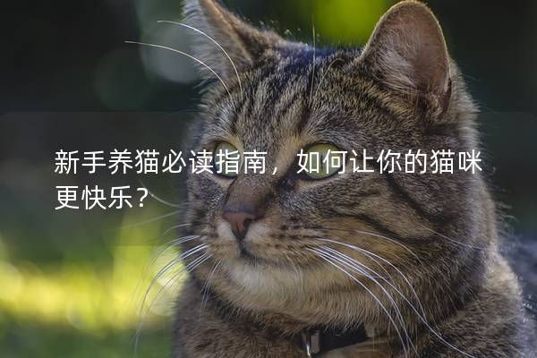 新手養(yǎng)貓必讀指南,如何讓你的貓咪更快樂? 新手養(yǎng)貓必讀指南,如何讓你的貓咪更快樂?