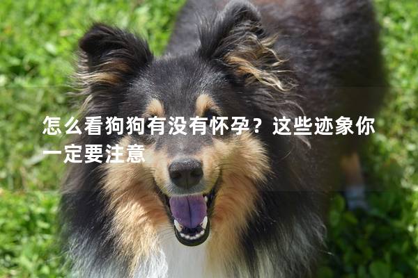 怎么看狗狗有沒有懷孕？這些跡象你一定要注意