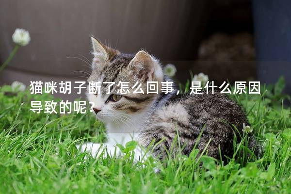 貓咪胡子斷了怎么回事，是什么原因?qū)е碌哪兀?></em><p>貓咪胡子斷了怎么回事，是什么原因?qū)е碌哪兀?/p><span>2024-12-12</span></a></li><li><a title=