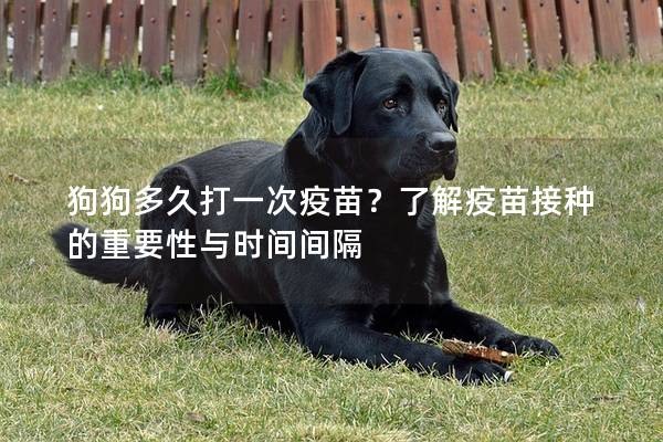 狗狗多久打一次疫苗？了解疫苗接種的重要性與時間間隔