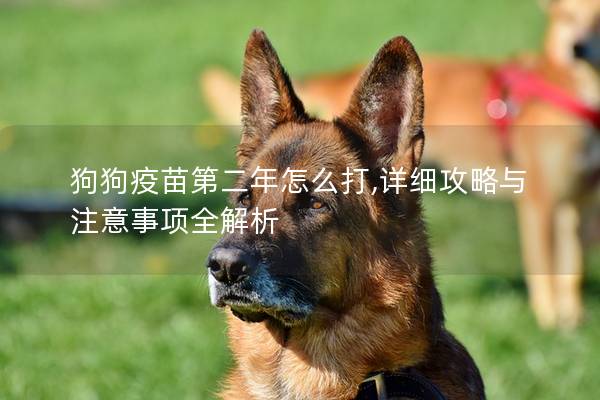 狗狗疫苗第二年怎么打,詳細攻略與注意事項全解析