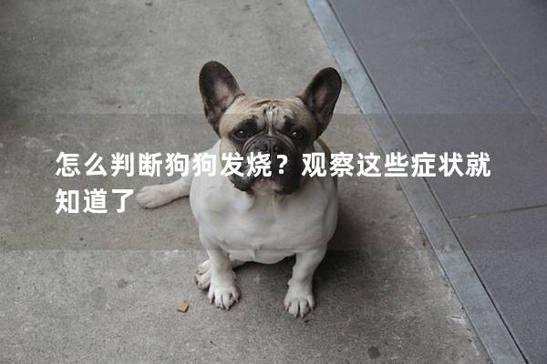 怎么判斷狗狗發(fā)燒？觀察這些癥狀就知道了