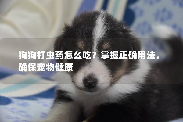狗狗打蟲藥怎么吃？掌握正確用法，確保寵物健康